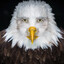 Marvin Beak