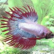 今夜去你家还是我家