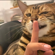 诋毁声再大一点