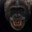 CHIMP