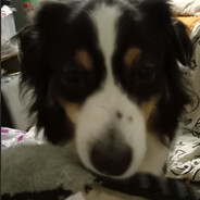 милый котик