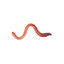 worm