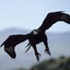 BlackEagle