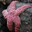 Patrick star