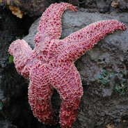 Patrick star