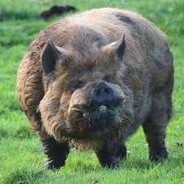 FatKunePig - steam id 76561199081963483