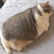 little chonk