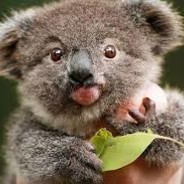 Cutest Koala