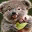 Cutest Koala