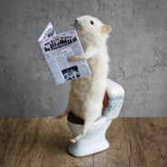 Professional_Rat