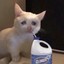 Bingus's avatar