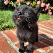 pussyslayer