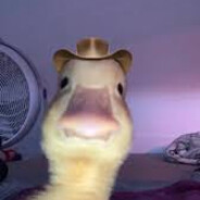 Kinda drunk māori duck