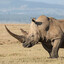 Rhino