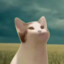 RWRCAT