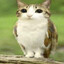 Bird bandit.gg