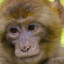 SUPER MACACO
