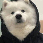 small胡不玩游戏