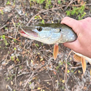 шустер пивовар