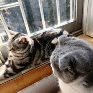 食黑猫学姐鸭~~~