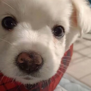 大狙也拿不下她