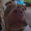 BigBoof