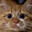 DeadCat