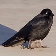 JOTAgamisprei 's avatar