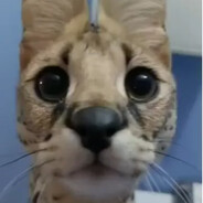 没有共产党就没有新中