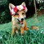 Fox do CS |