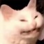 boof