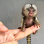 Pygmy Marmoset