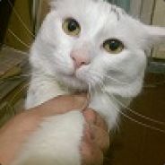 Avatar [DP]-Xe0n (captain)