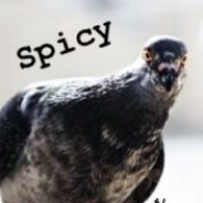 Spicy Pigeon avatar