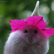 Hamster Fabulous