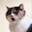 Catkiller