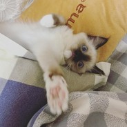 一颗番茄切两半