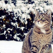 列昂尼德勃列日涅夫