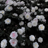 玖肆無从不品秋雨