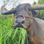 pferd