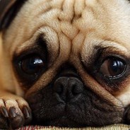 Mops jak twój stary