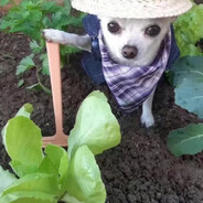 菜鸟小梅在线丢人