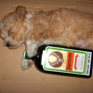 ღS€Xспасательღ