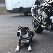 Amstaff