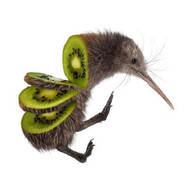 kiwi