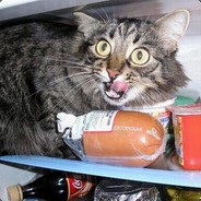 Fridge Cat