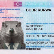 BOBR KURWA