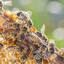 10 Thousand Very Angry Bees