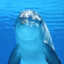 dolphin™_9