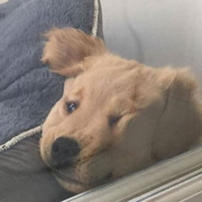잰잰